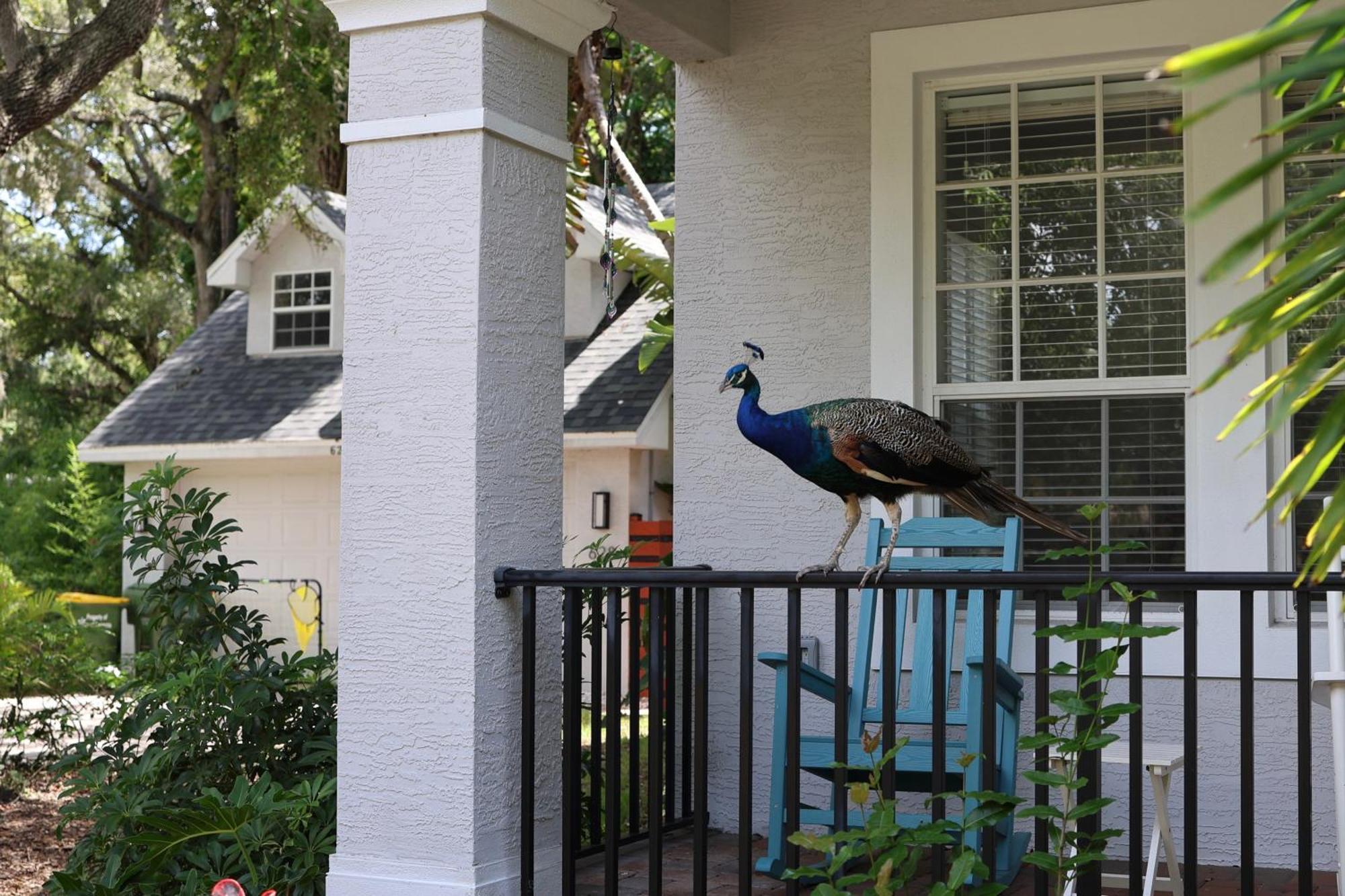 Key West Style-Livin' Villa Sarasota megye Kültér fotó